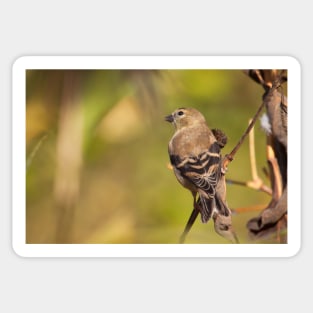 Goldfinch Sticker